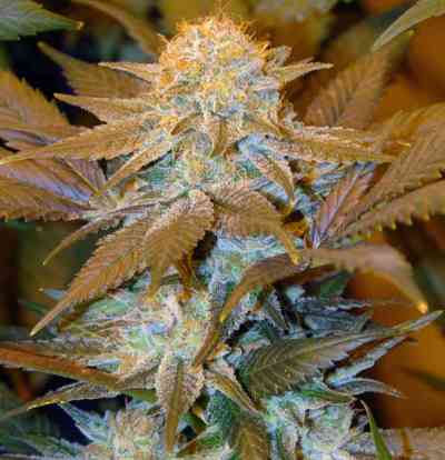 Critical Hog > T.H. Seeds | Feminized Marijuana   |  Indica